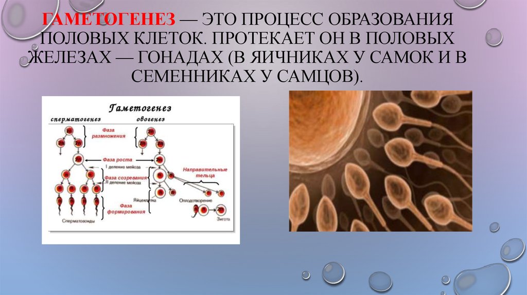 Образование половых клеток. Гаметогенез. Процесс гаметогенеза. Гаметогенез в яичниках. Гаметогенез протекает в половых железах.