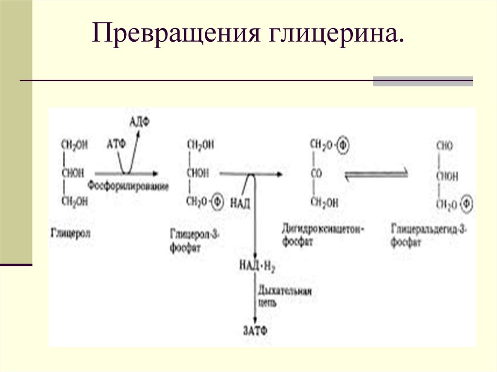 Синтез глицерина из глюкозы схема