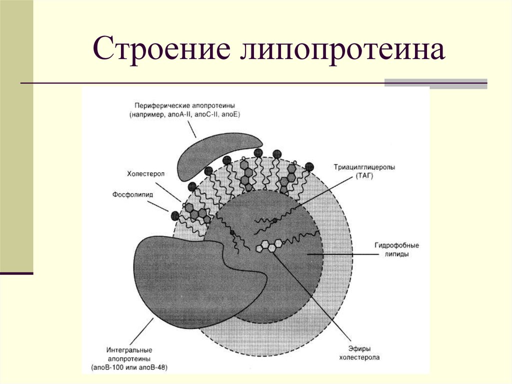 Схема строения липопротеинов