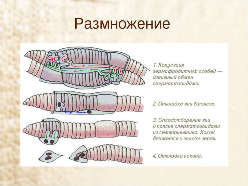 Развитие дождевого червя прямое или с метаморфозом. Тип оплодотворение кольчатые черви. Цикл развития кольчатых червей. Поясок у кольчатых червей. Дождевые черви размножение.