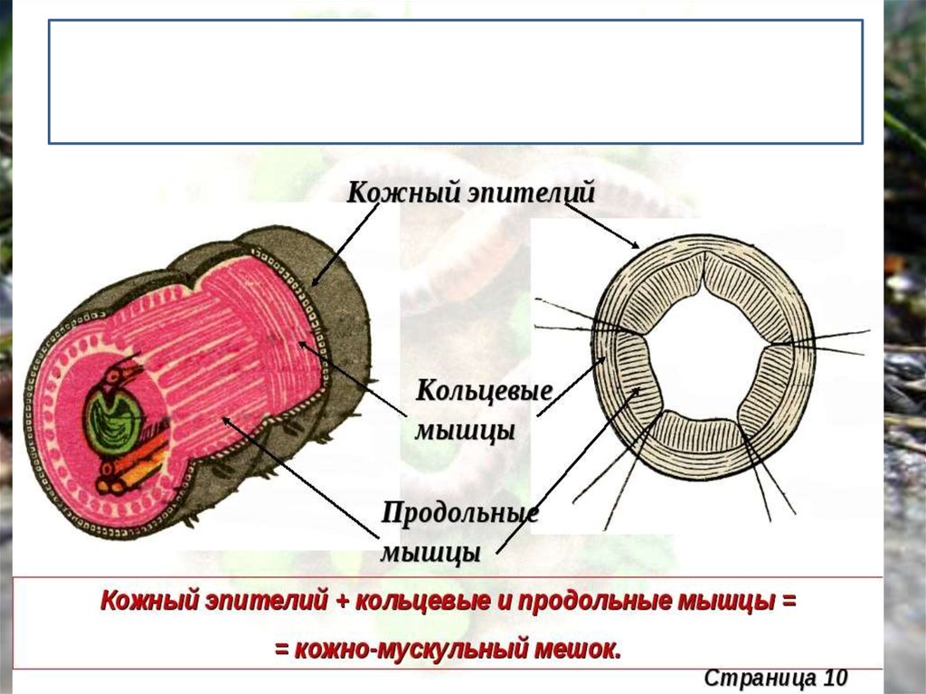 Органы дождевого червя рисунок. Кожно мускульный мешок дождевого червя состоит из. Кожно-мускульный мешок содержит только продольные мышцы. Строение кг. Засунул дождевого червя в член.