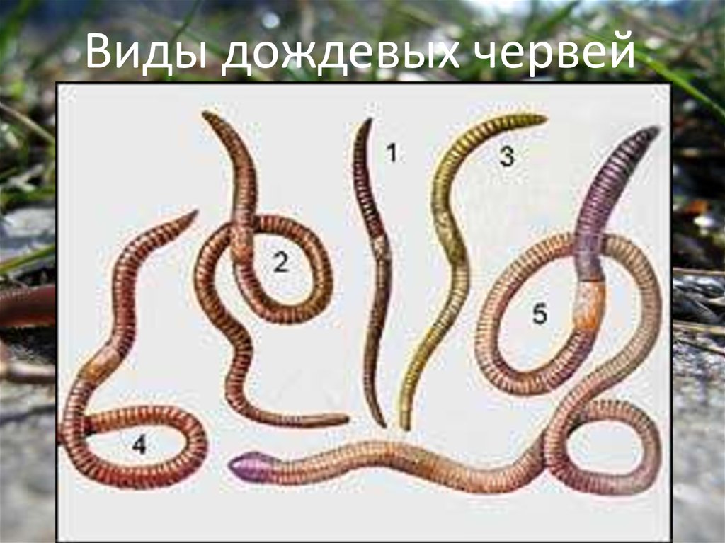 Дождевой червь тип животного. Красный червь (Lumbricus rubellus. Дождевые черви Eiseniella tetraedra. Червь нематода Земляной. Дождевые черви классификация.