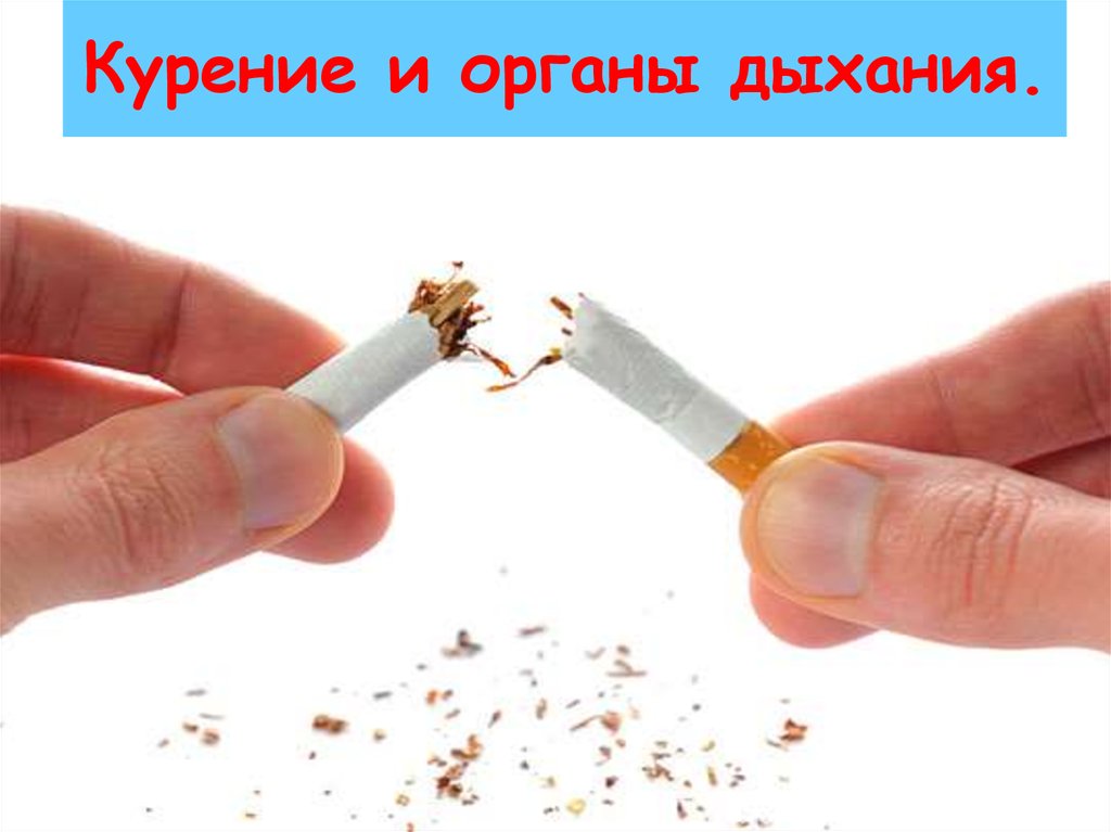 Курение и органы дыхания.