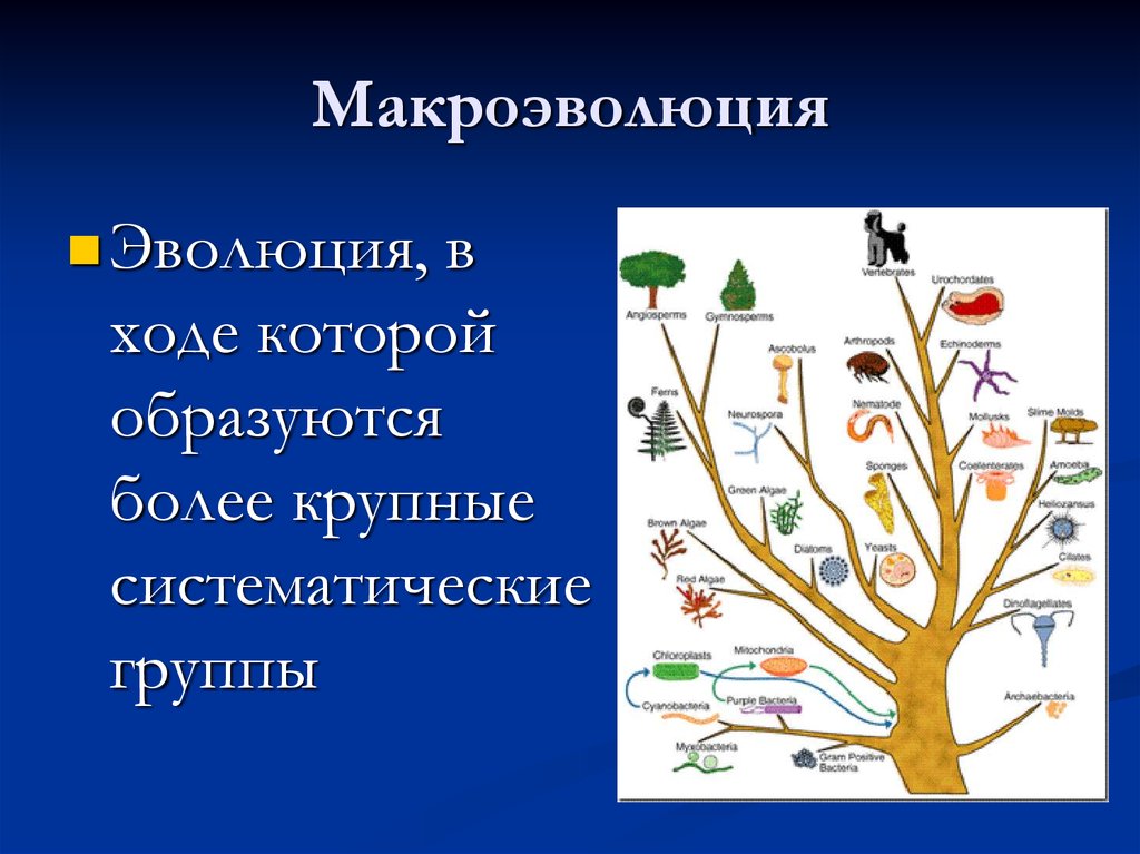 В ходе эволюции появились