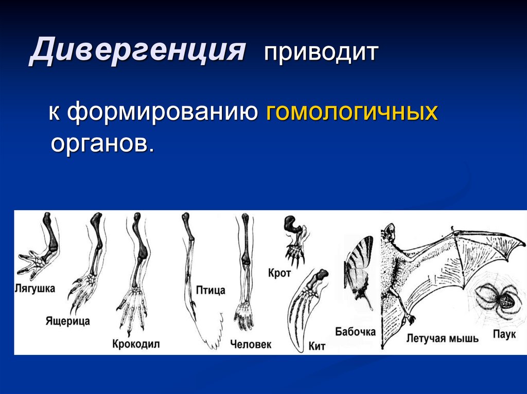 Презентация аналогичные и гомологичные органы дивергенция и конвергенция