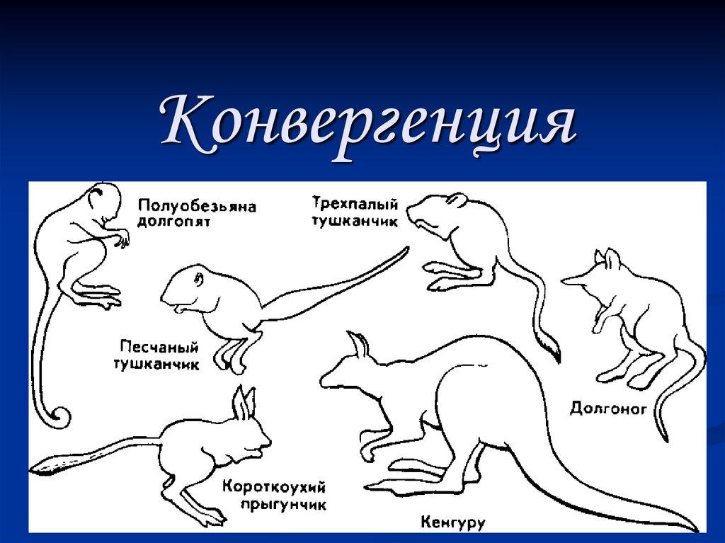 Какие органы изображены на рисунке и в результате какого эволюционного процесса они сформировались