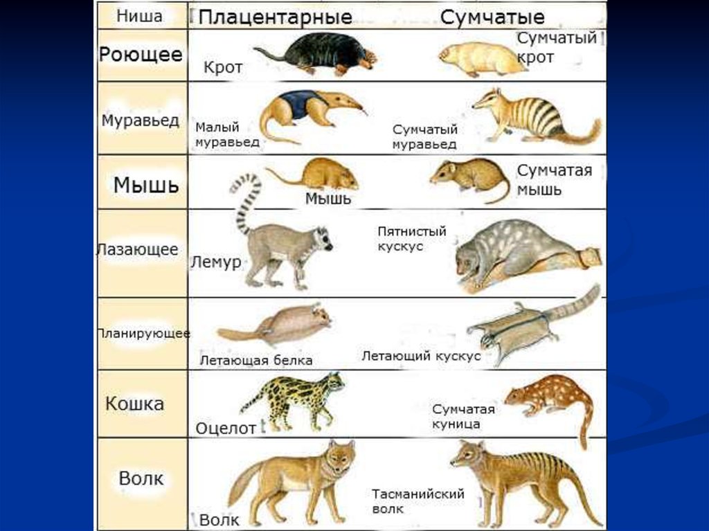 Млекопитающие животные схема