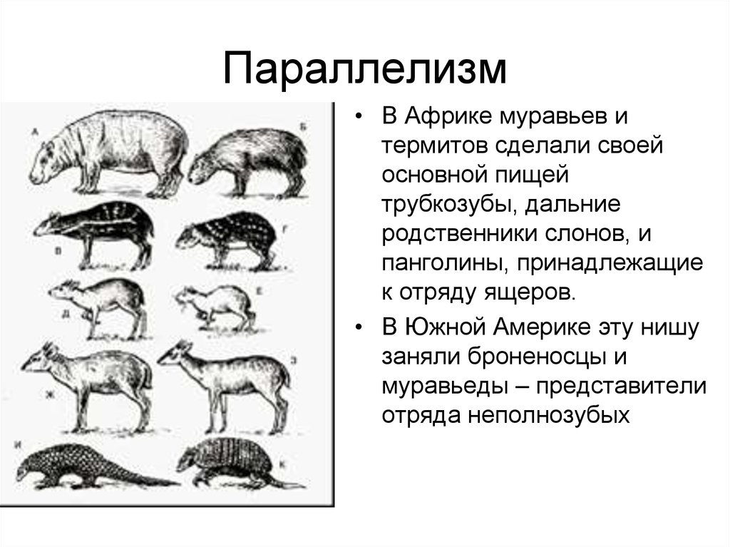 Параллелизм примеры. Параллелизм (параллельное развитие). Параллелизм в биологии. Параллелизм примеры биология. Параллелизм в эволюции примеры.