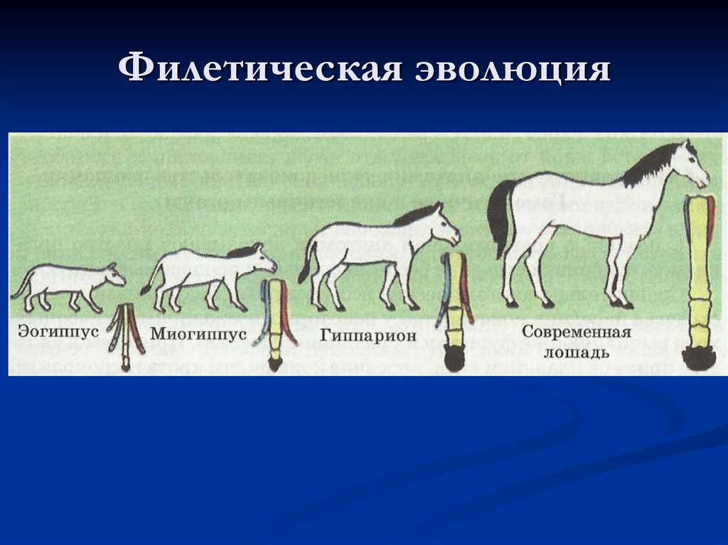 Как называют представленный на рисунке ряд предков современной лошади какие изменения произошли в