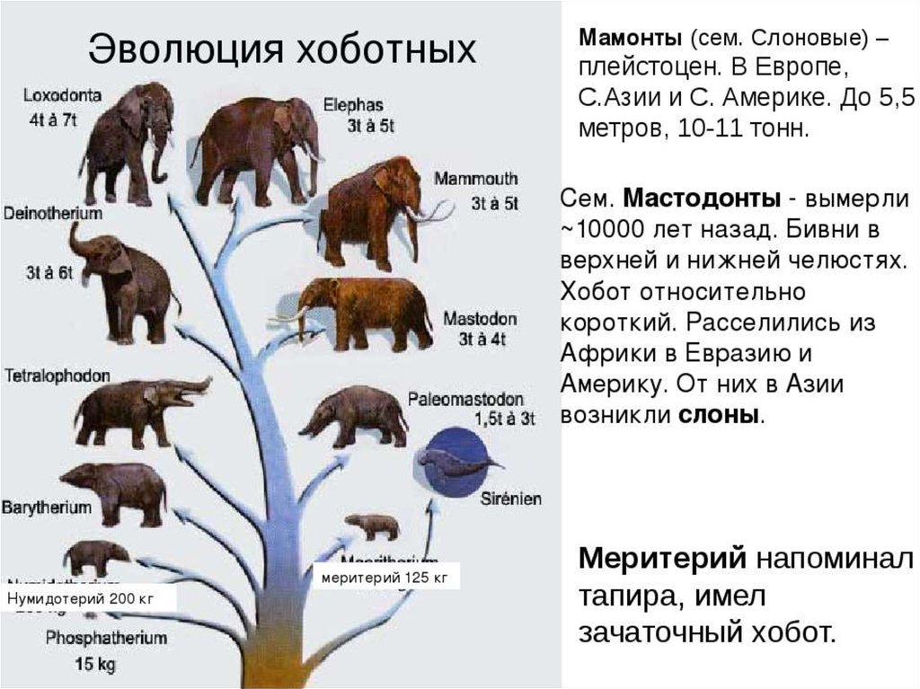 Объясните руководствуясь этой схемой формирование длинного хобота у предков современного слона