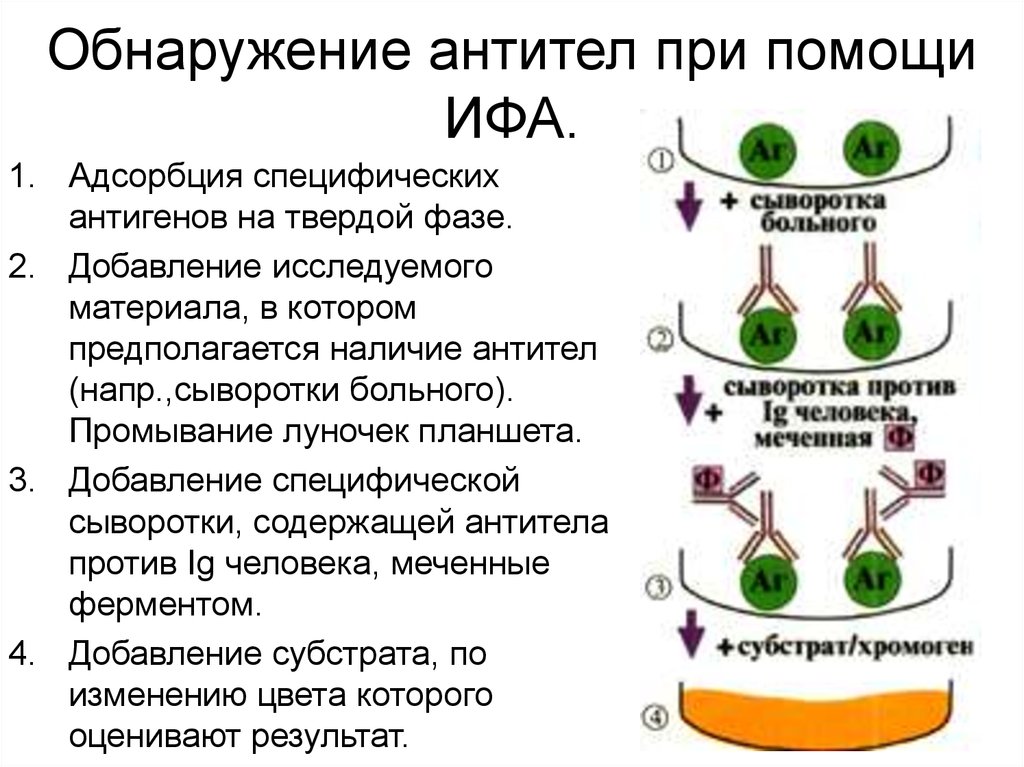 Сыворотка крови методом ифа. ИФА для выявления антител. Схему реакции ИФА для определения антител. Проведение ИФА для выявления антител схема. Непрямой ИФА микробиология.