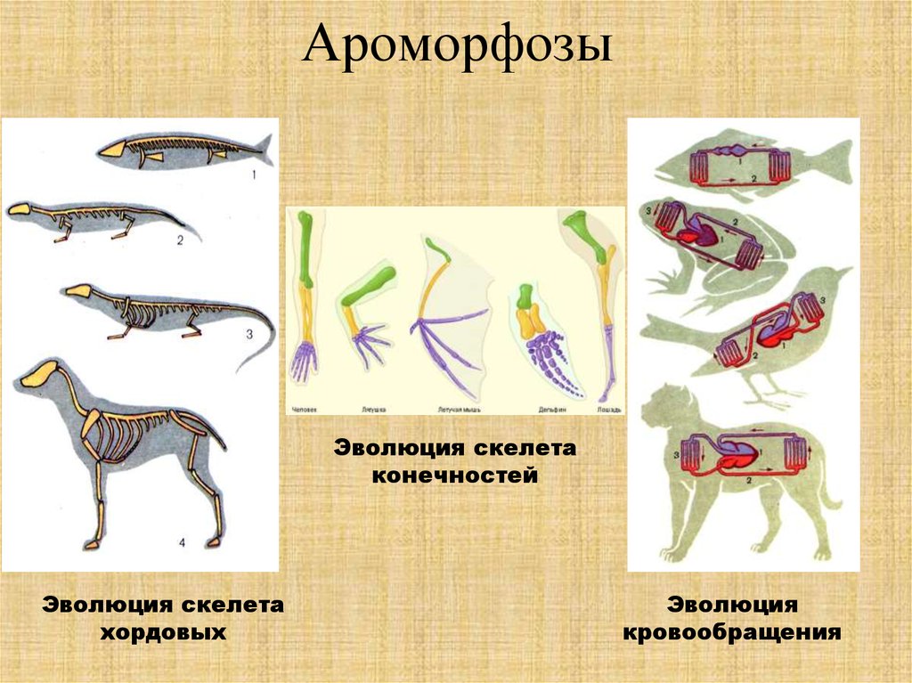 Уровни организации млекопитающих. Эволюционные преобразования животных (ароморфозы. Ароморфозы животных в процессе эволюции. Пример аморфоз у животных.