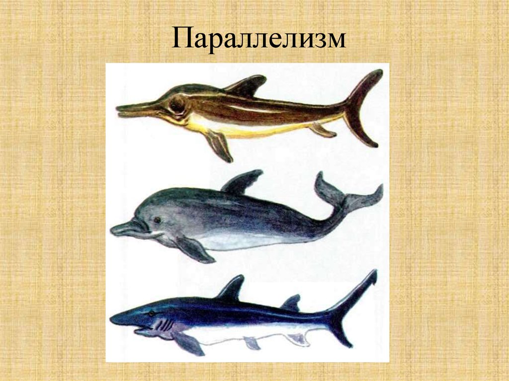 Примеры параллелизма. Параллелизм. Параллелизм примеры. Параллелизм в эволюции примеры. Параллелизм примеры биология.