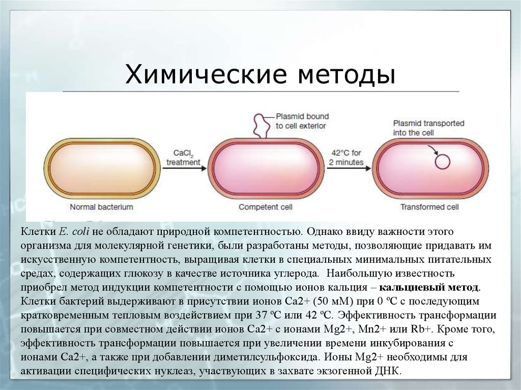 Е клетки. Компетентные клетки. Приготовление компетентных клеток. Методы возникновения клеток. Компетентные клетки в генетике.