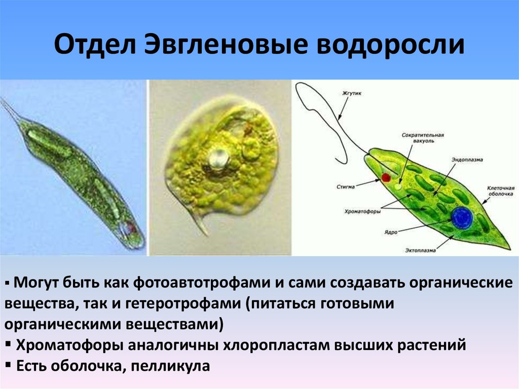 Автотрофные одноклеточные эукариоты