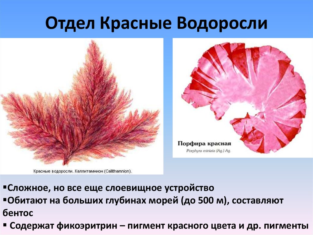 Обитание красных водорослей. Отдел красные водоросли порфира. Строение красных водорослей водорослей. Строение таллома красных водорослей. Красные водоросли каллитамнион.