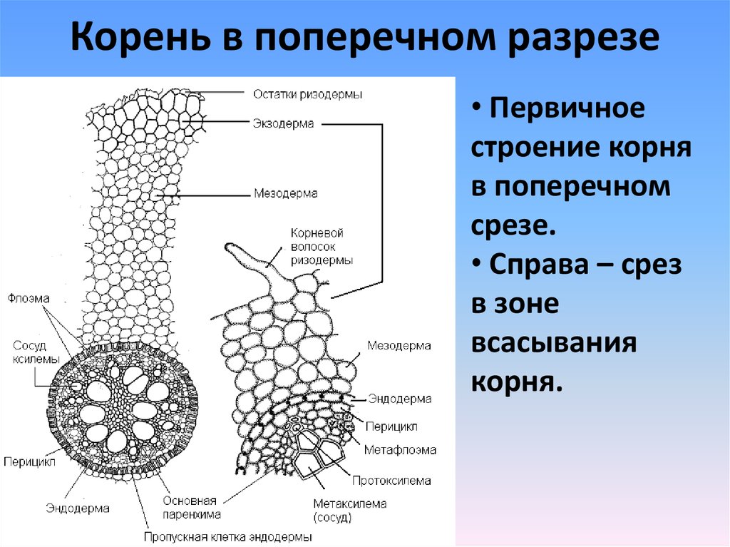 Рассмотрите внутреннее строение корня какой цифрой на рисунке обозначена структура по которой прои