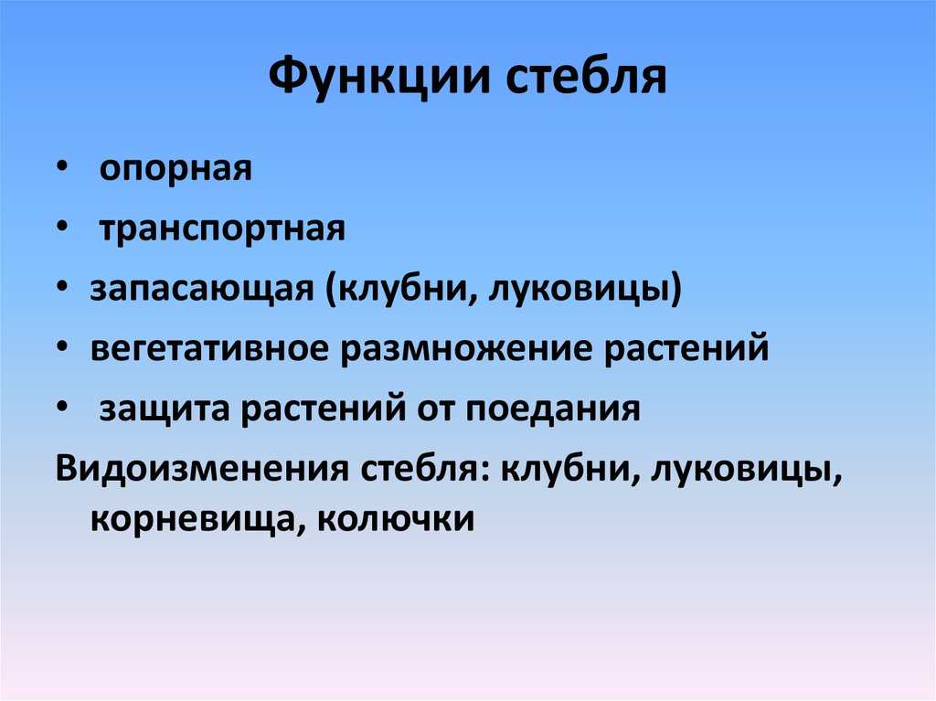 Основные функции стебля