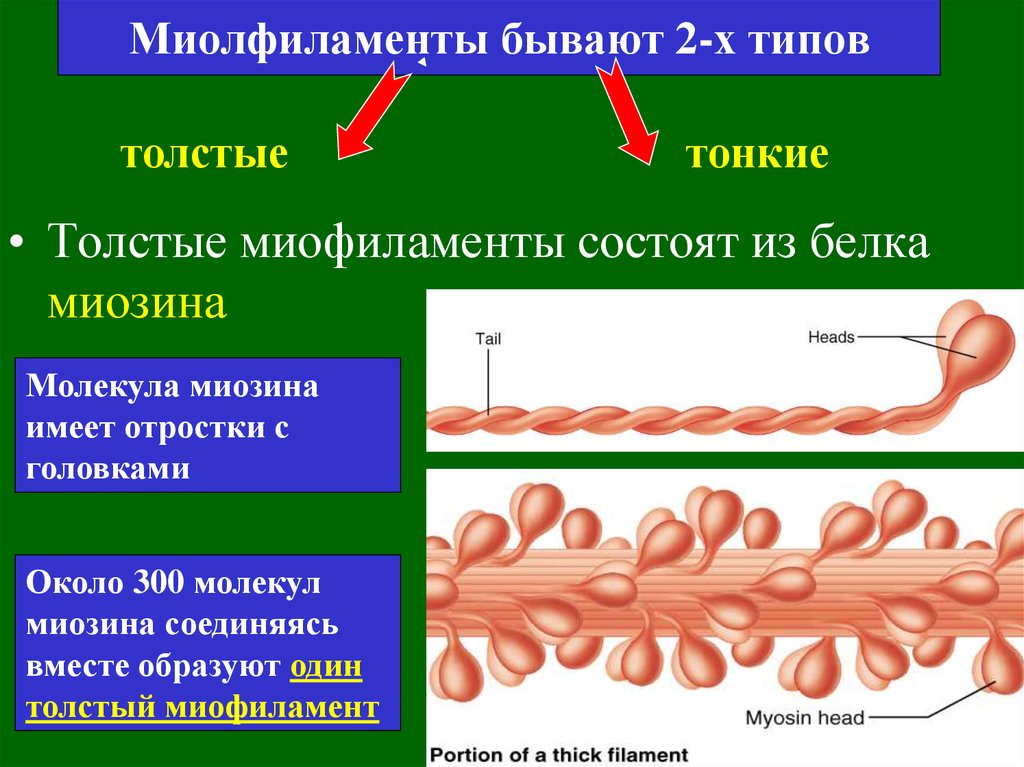 Миозин мышечной ткани