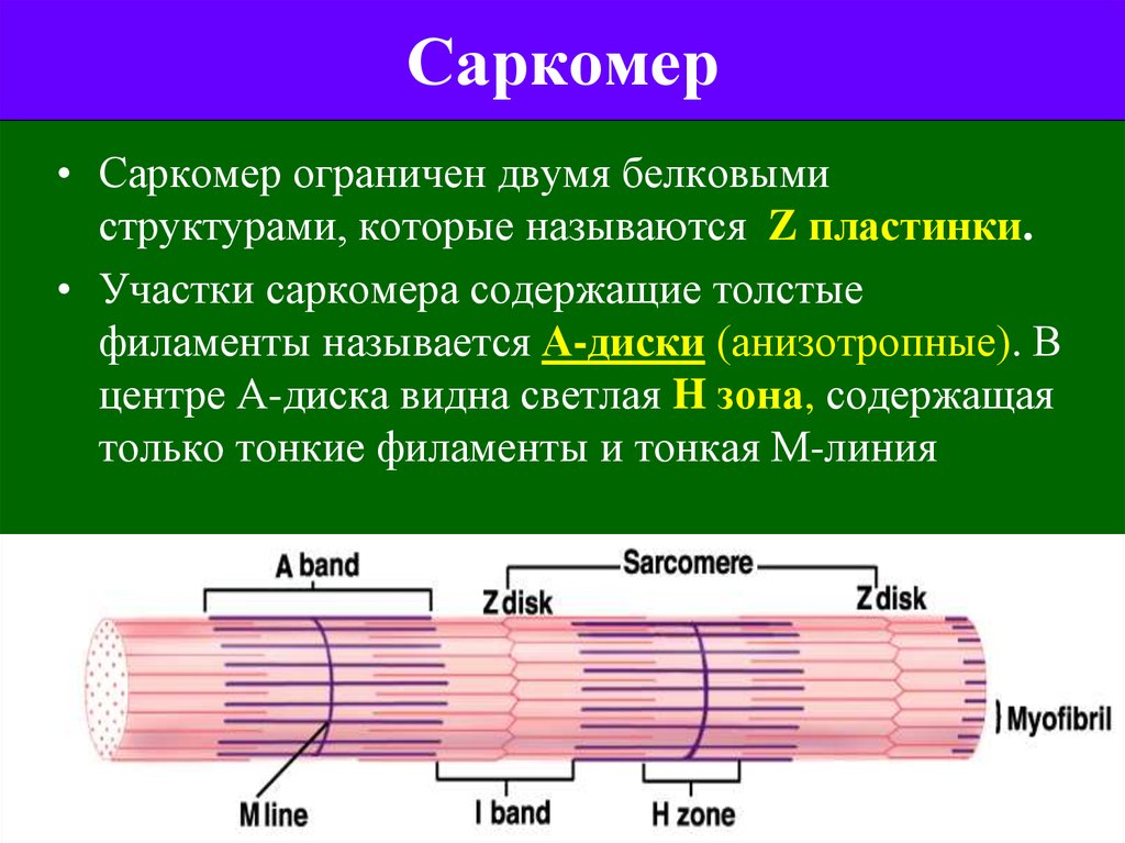 Как называется толще. Саркометр мышечного волокна. Мышечное волокно саркомеры строение. Основные элементы структуры саркомера. Структура мышечного волокна саркомеры.