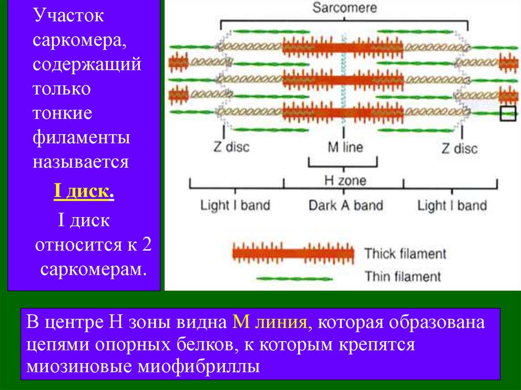 Зона н м. Саркомер. Зоны саркомера. M линия саркомер. Формула саркомера.