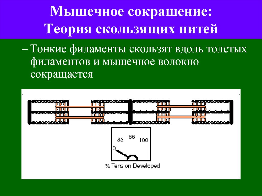 Скользящие нити. Мышечное волокно теория скользящих нитей. Теория мышечного сокращения. Теория сокращения мышц. Современная теория мышечного сокращения.