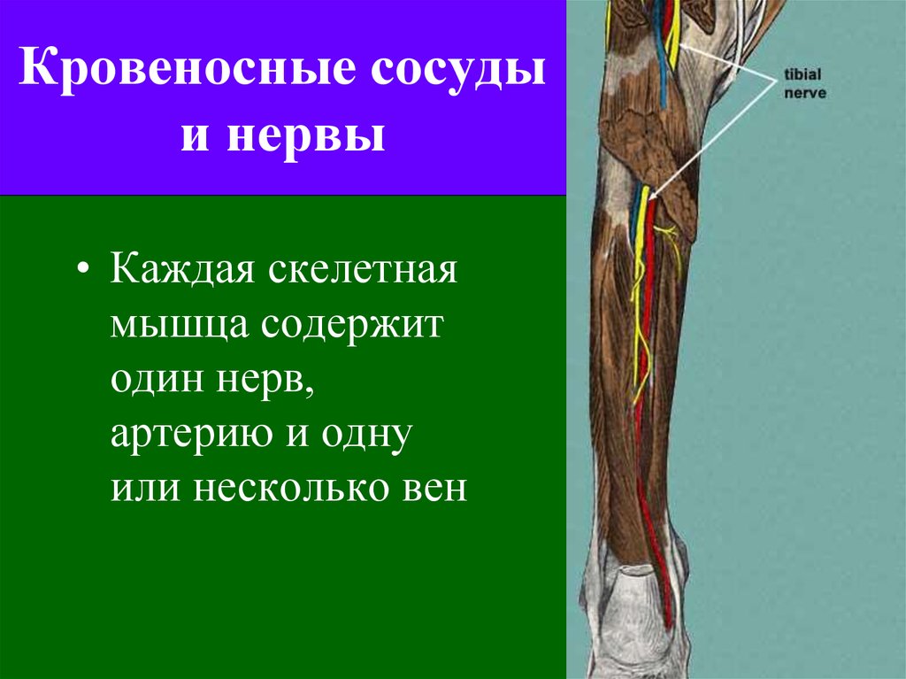 Нервы в мышцах. Кровеносные сосуды и нервы. Кровеносные сосуды в мышцах. Сосуды и нервы содержатся в:.