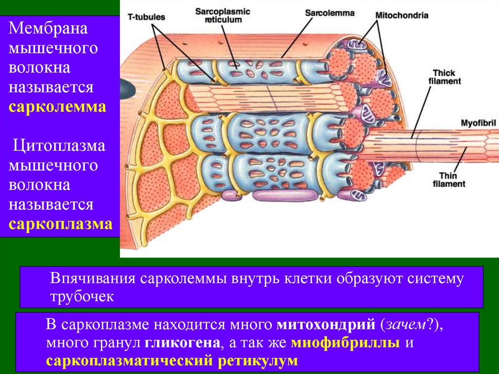 Мышечное волокно скелетной мышцы. Сарколемма мышечного волокна это. Саркоплазма мышечного волокна. Сарколемма и саркоплазма. Сарколемма саркоплазма миофибриллы.