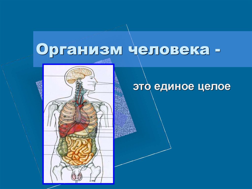 Презентация о человеке