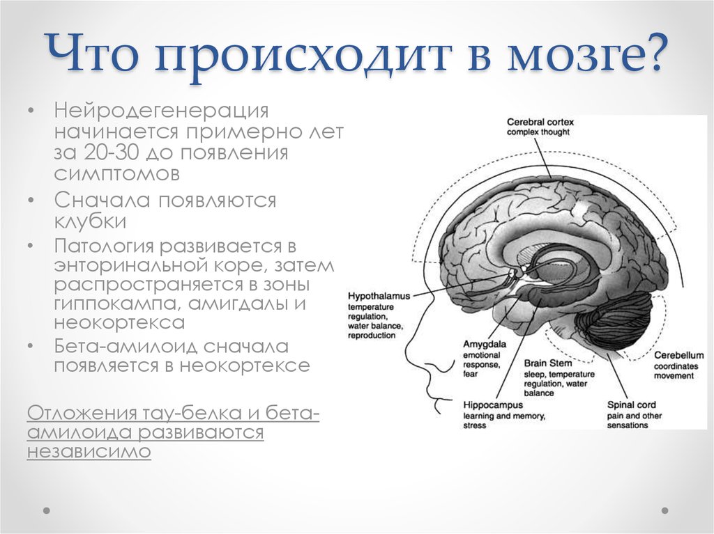 Нейродегенеративное заболевание головного. Нейродегенерация головного мозга. Заболевания коры головного мозга список.