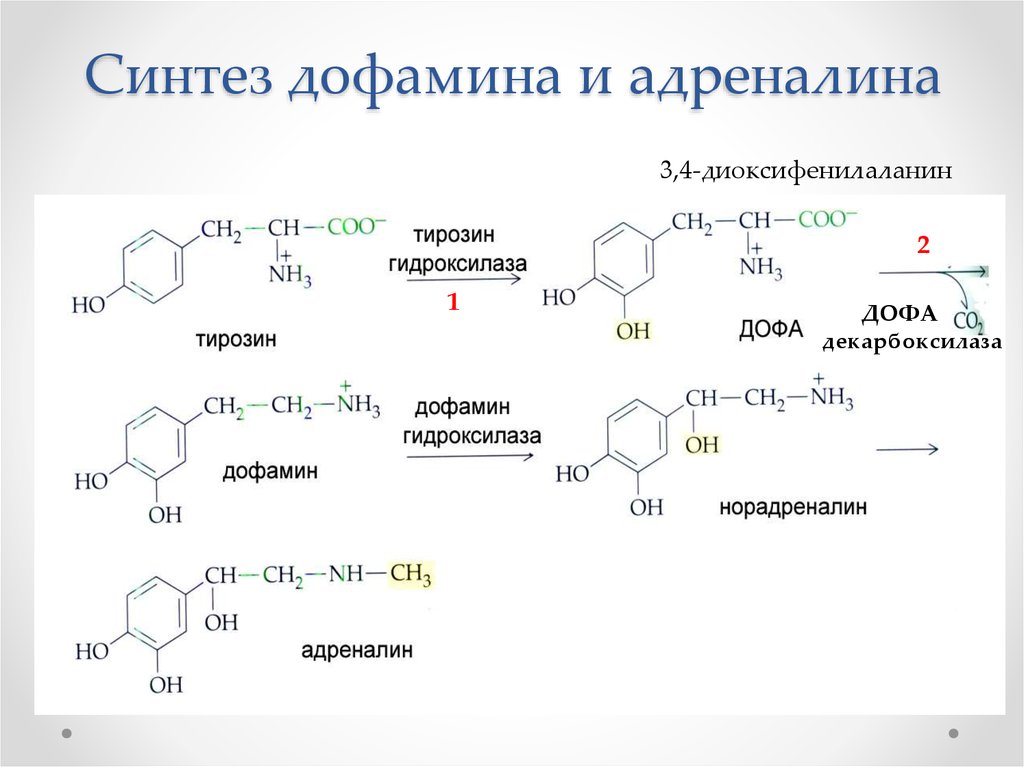 Синтез тирозина. Синте дофамина из тирозин. Тирозин 3,4 диоксифенилаланин. Синтез дофамина из тирозина. Синтез дофамина из Дофа.