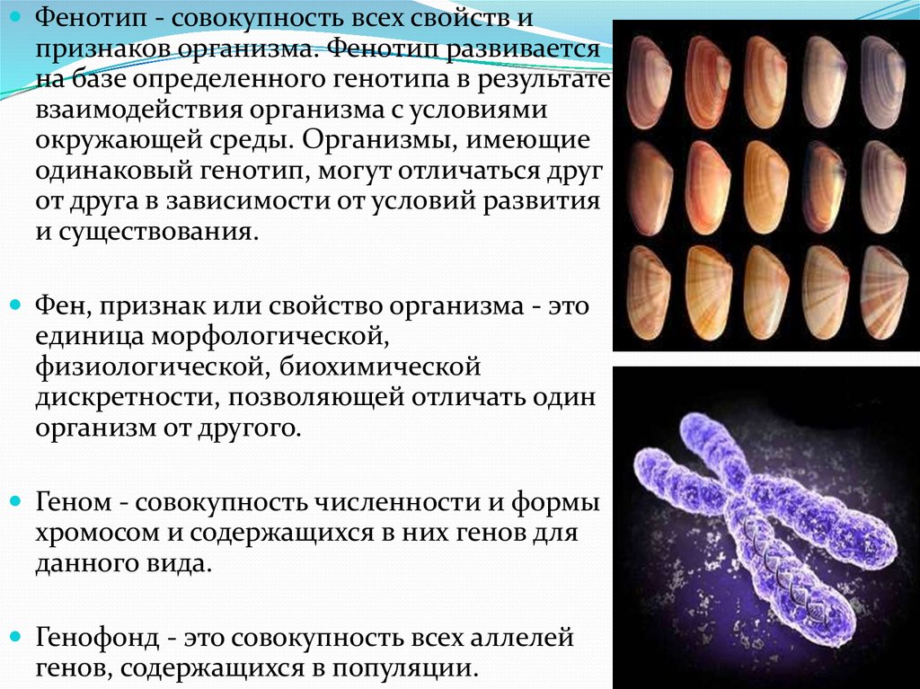 Роль генотипа в формировании фенотипа