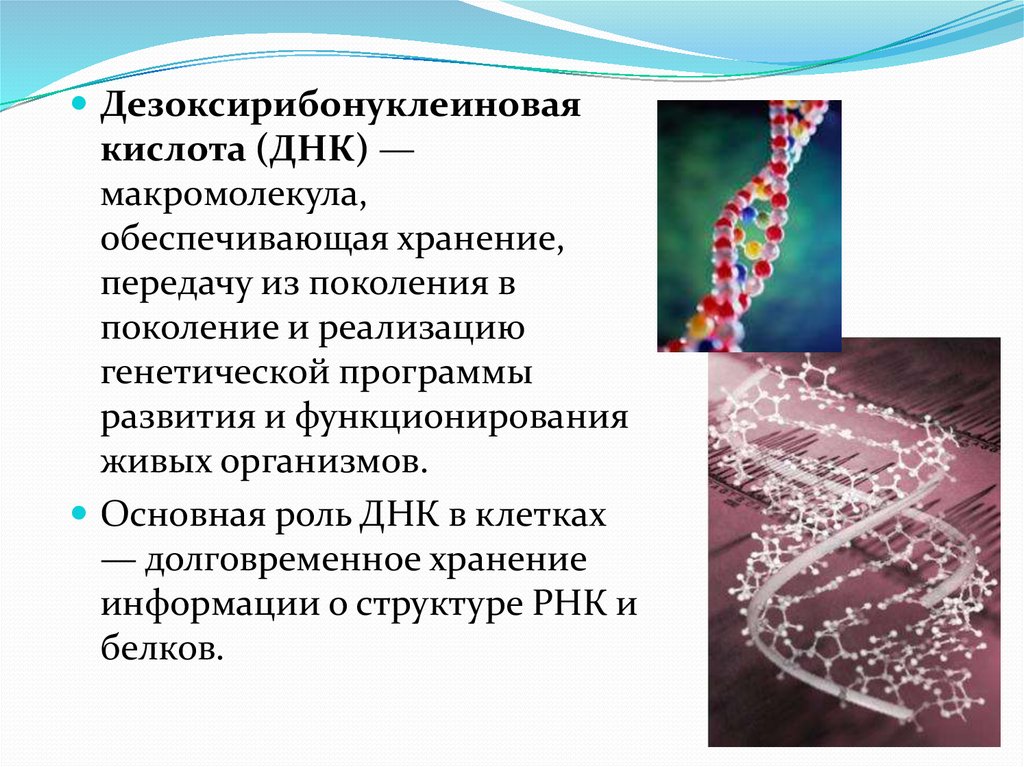 Кислота днк. Дезоксирибонуклеиновая кислота. Строение макромолекулы ДНК. Роль ДНК В клетке. Хранение передачу и реализацию генетической информации обеспечивают.