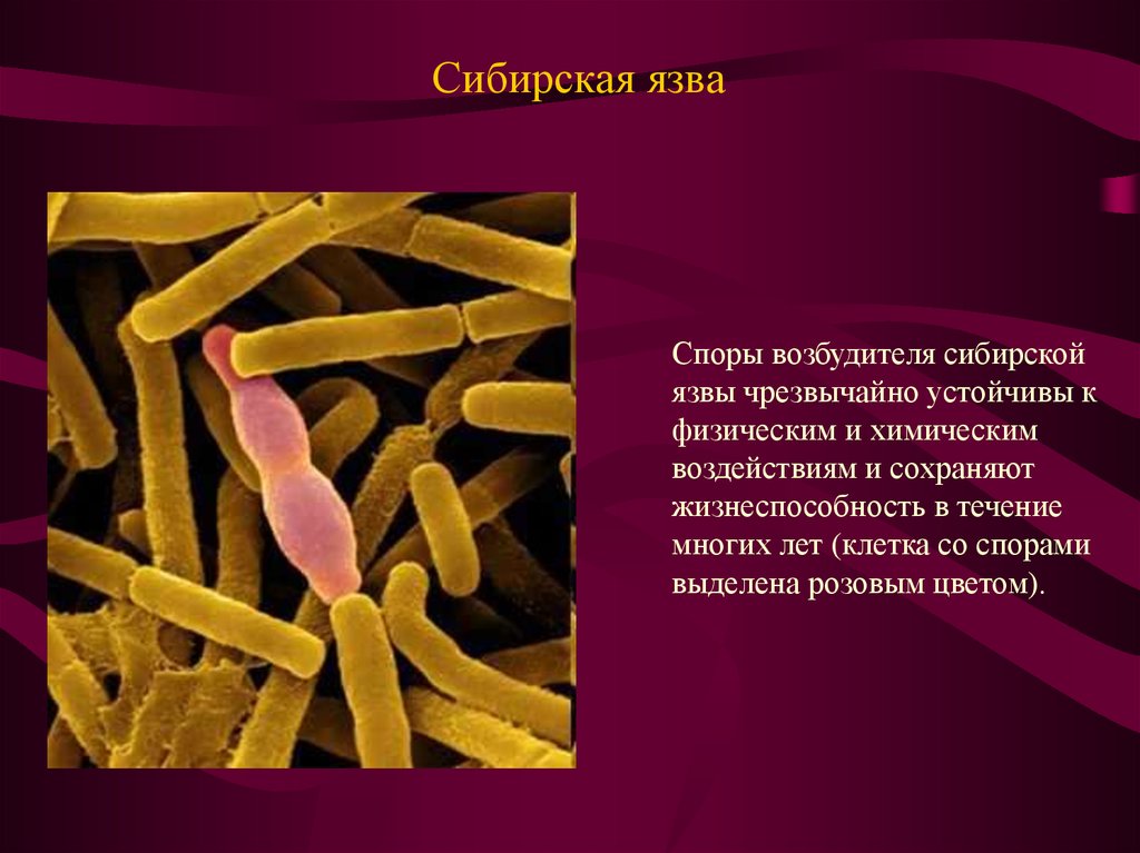 Клетка язвы. Bacillus anthracis, а22 (Сибирская язва). Споры бацилл сибирской язвы. Bacillus anthracis формы заболевания.