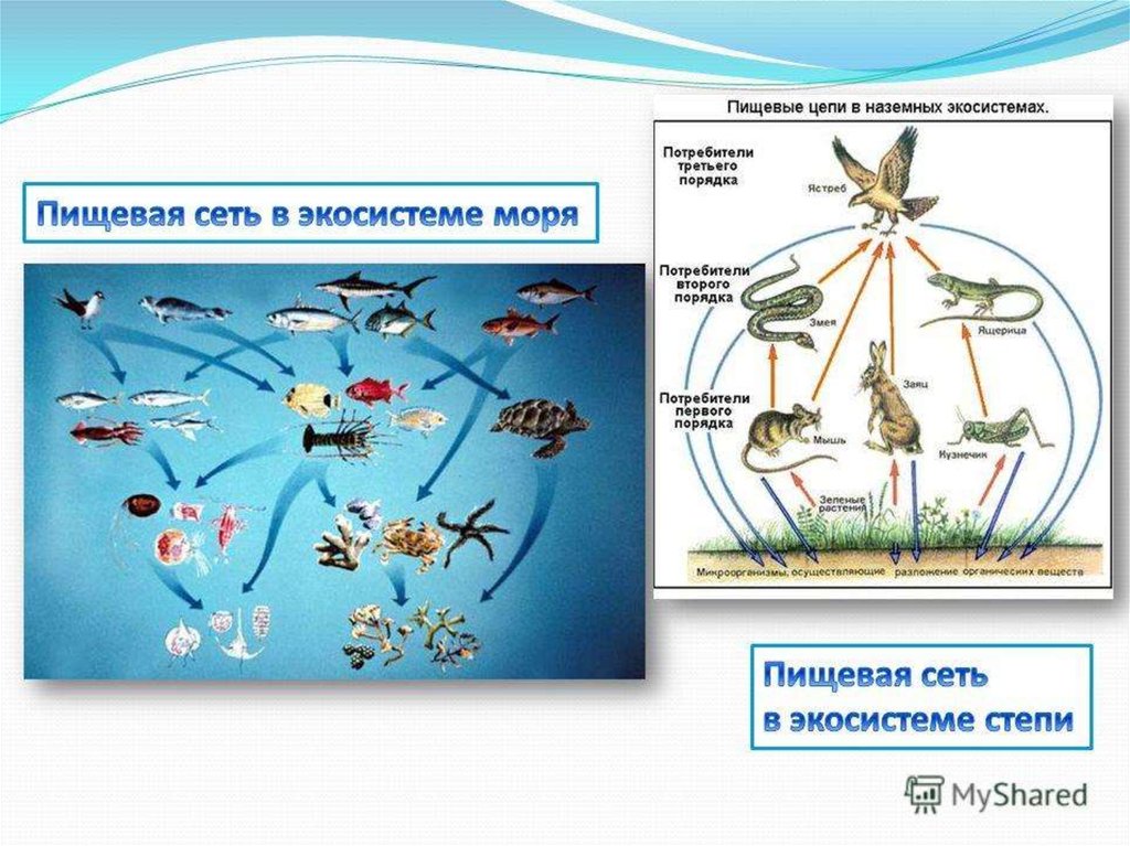 Взаимодействие организмов в природном сообществе 5 класс. Трофические связи сети питания. Биоценоз сеть питания схема. Пищевая сеть 5 класс биология. Схема трофической структуры водоема.