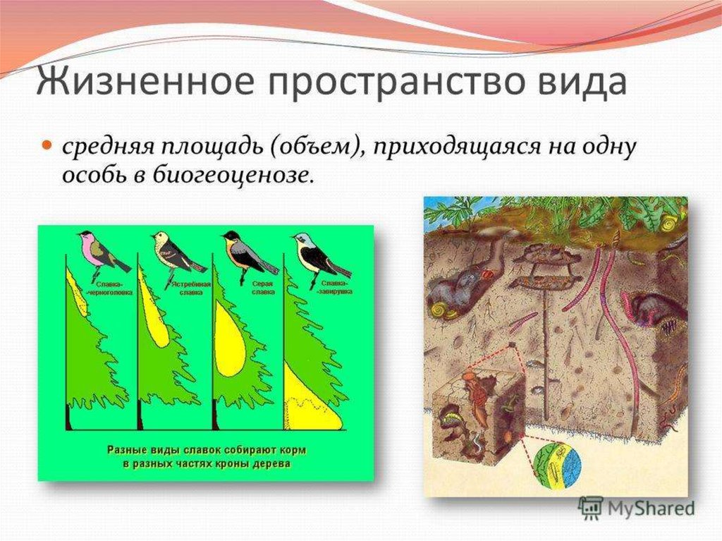 Устойчивость биологических видов. Жизненное пространство это в биологии. Жизненное пространство биогеоценоза. Жизненное пространство примеры.