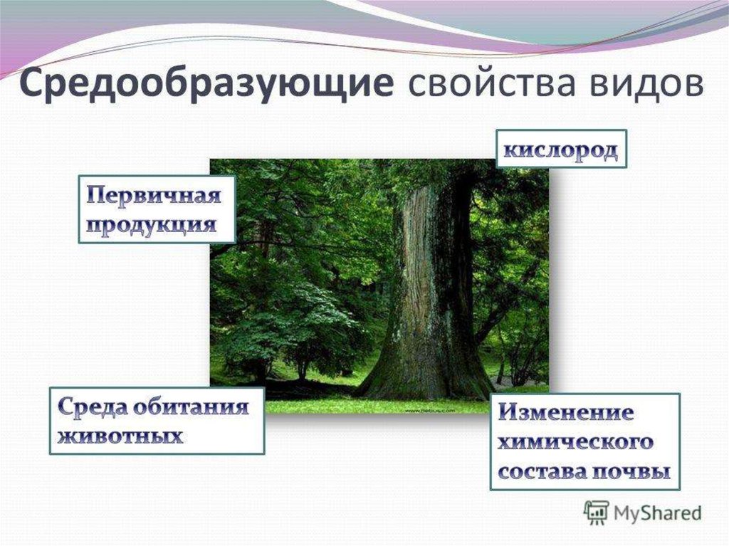 Почему устойчивость природного сообщества зависит от. Средообразующие свойства видов. Средообразуещик свойства видов. Условия устойчивости биогеоценоза. Виды устойчивости экосистем.