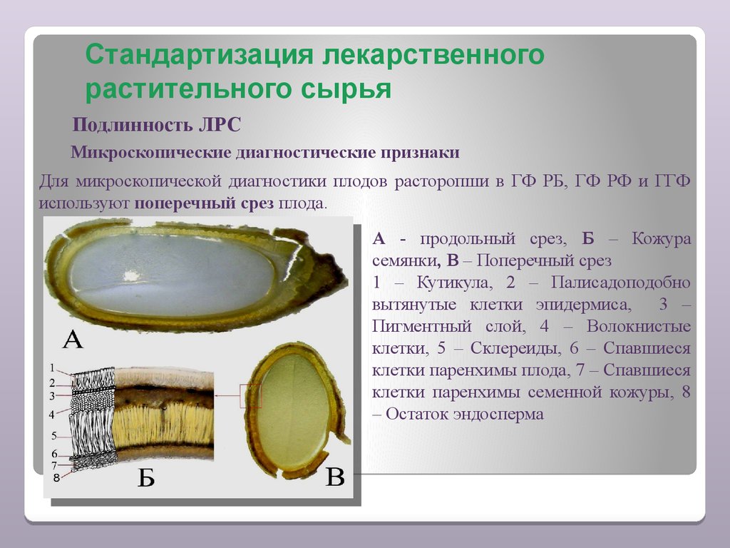 Лекарственным растительным сырьем ольхи являются