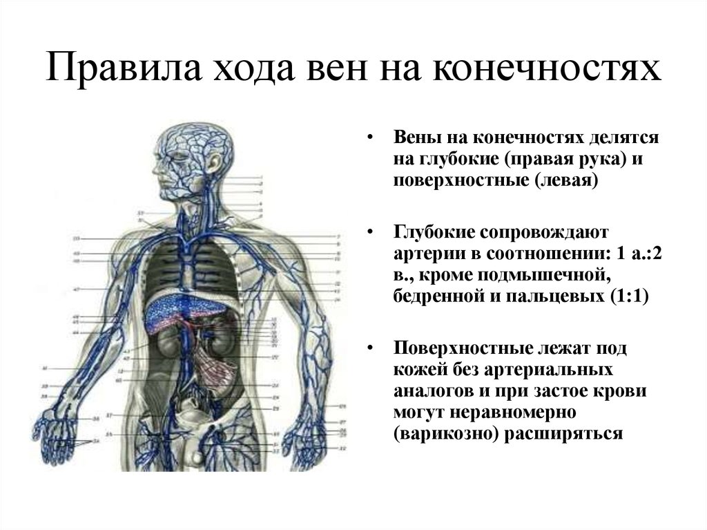 Последовательность вен