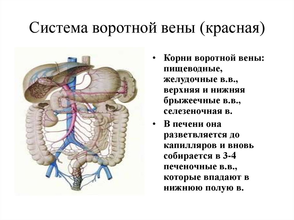 Система вен печени. Воротная Вена печени система. Воротная Вена печени анатомия. Система воротной вены анатомия. Схема воротной вены печени.