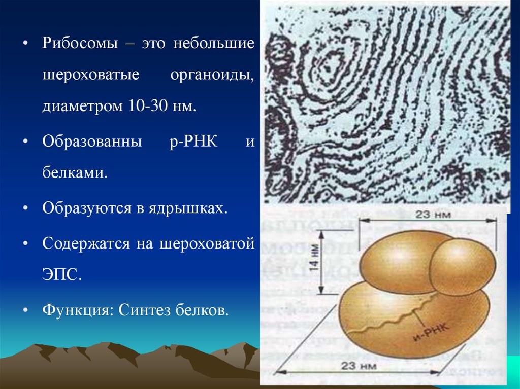 Соотнесите объекты с их обозначениями на рисунке шероховатая эпс везикула рибосома