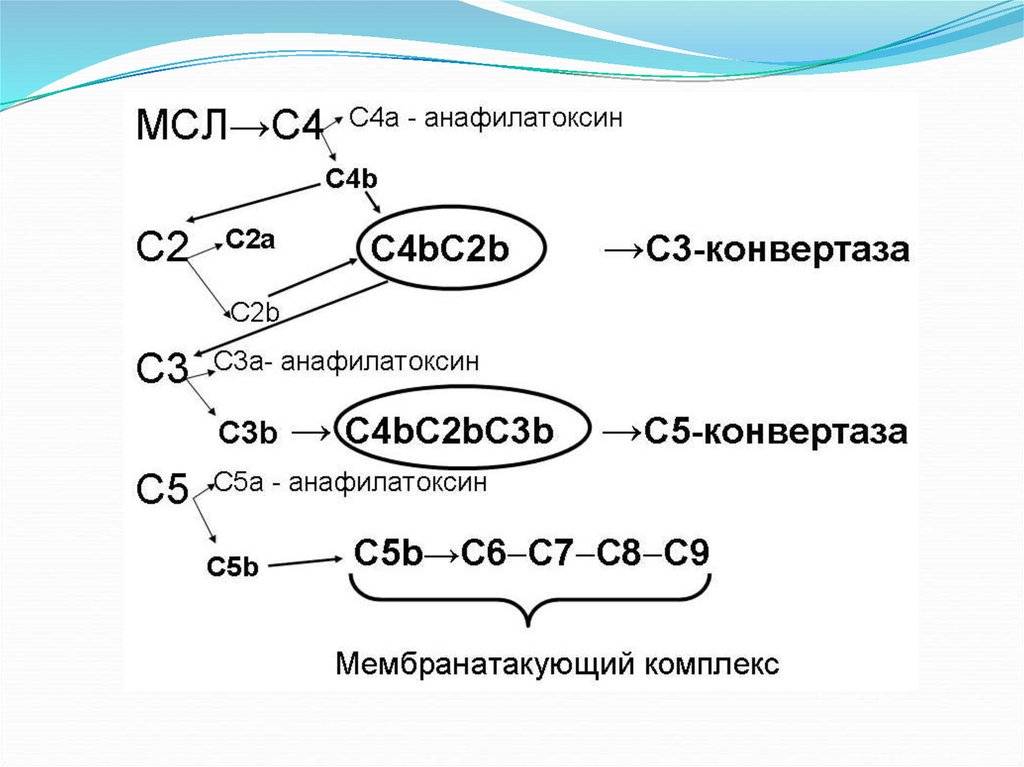 Схема комплемента