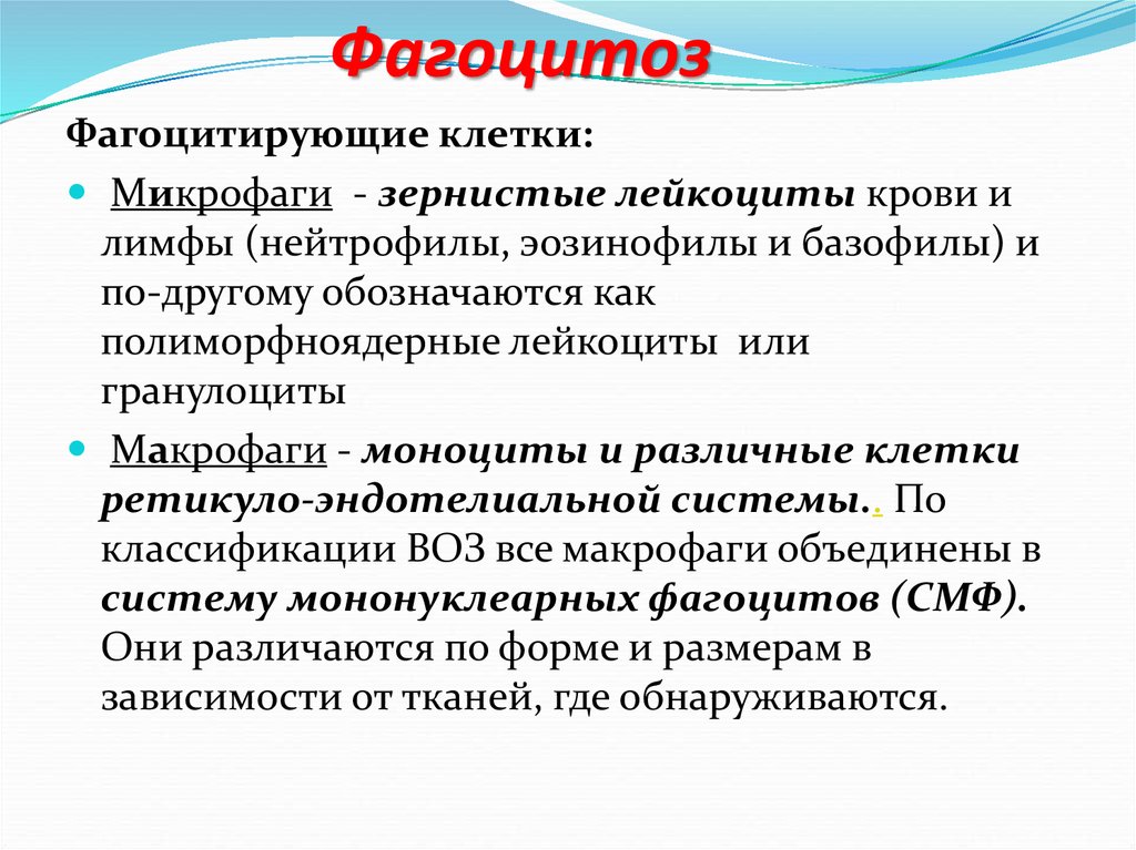 Микро особенности. Сравнительная характеристика микро и макрофагов. Микрофаги и макрофаги. Фагоциты макрофаги и микрофаги. Классификация фагоцитоза.