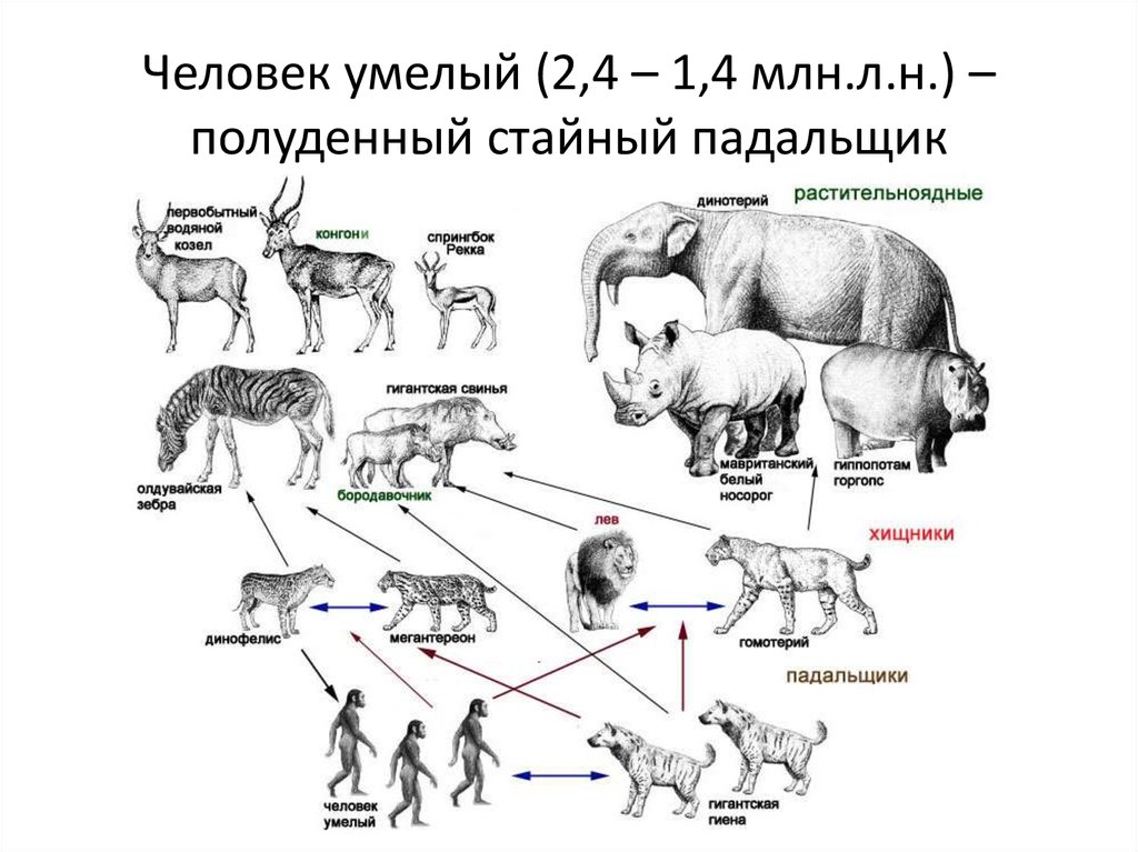 Цепи питания растительноядные