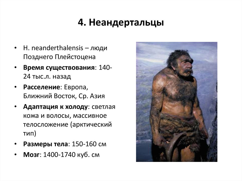 Особенности строения неандертальца. Древний человек неандерталец характеристика. Неандерталец период существования. Палеоантропы период существования. Человек неандерталец характеристика.