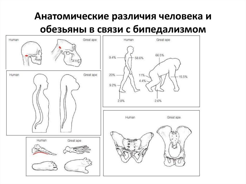 Рассмотрите рисунок укажите черты сходства и различия человека и человекообразных обезьян