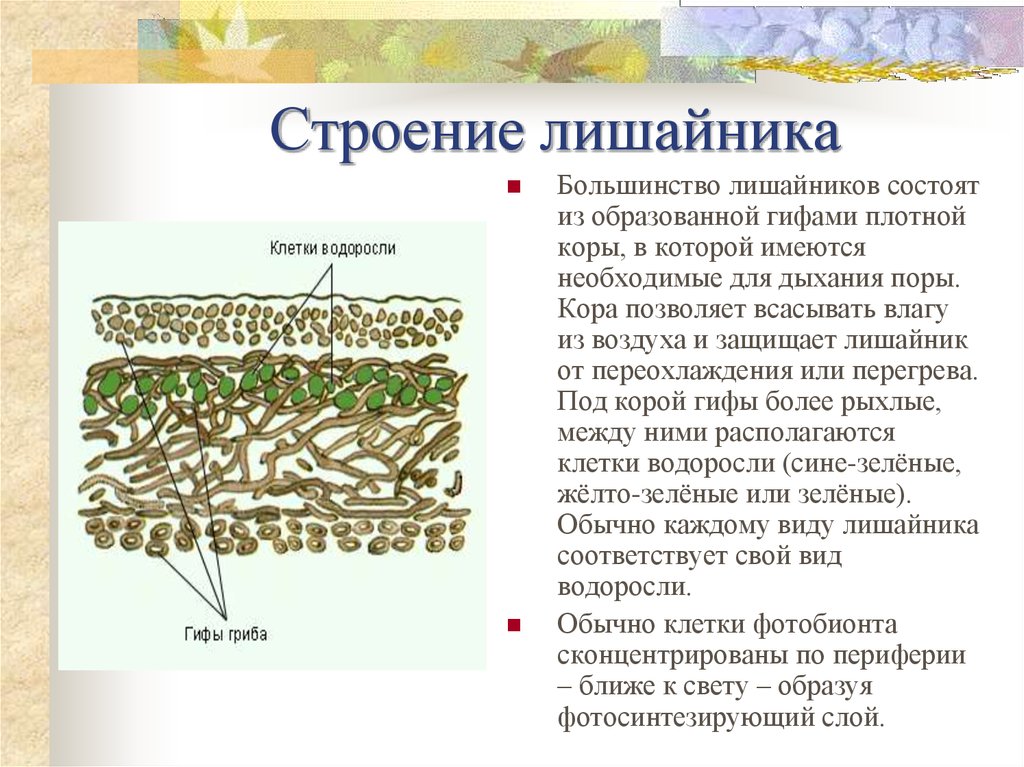 Тело лишайника состоит из гриба и водоросли. Строение лишайников 7 класс биология. Строение кустистого лишайника. Строение лишайника 9 класс. Строение лишайника 7 класс.