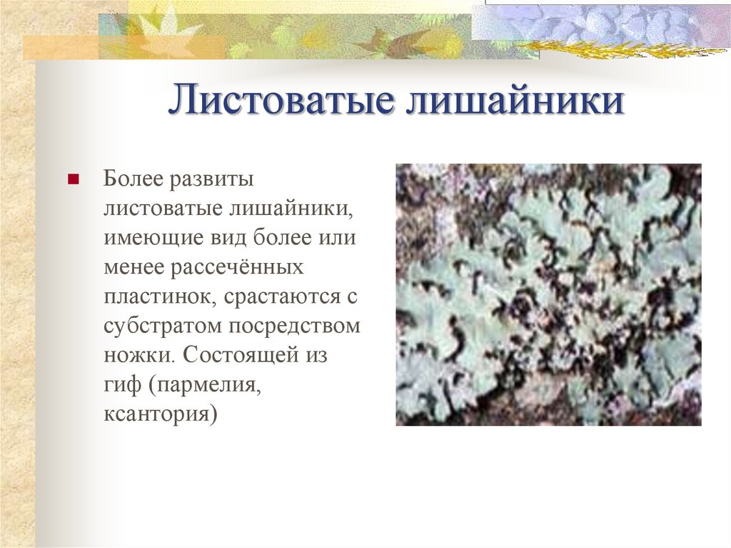 Вид более. Сообщение о листоватых лишайниках 5 класс. Листоватые лишайники 5 класс. Листоватые лишайники представители. Лишайники кустистые листоватые проект.