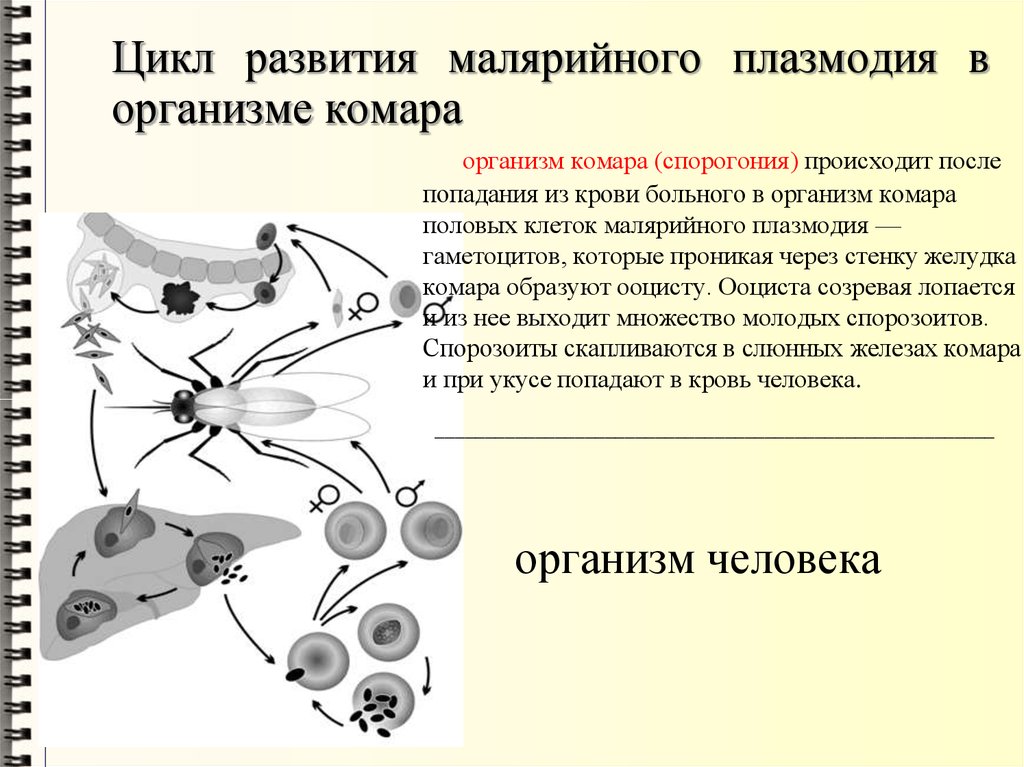 Цикл развития малярийного комара схема