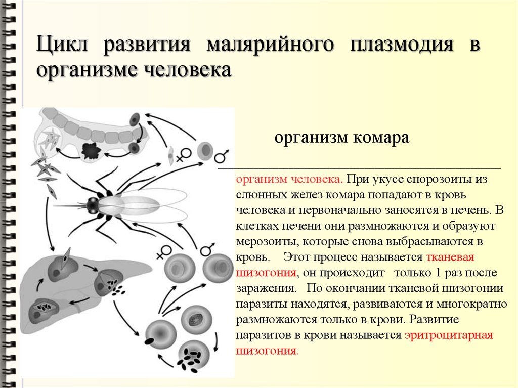 Малярийный плазмодий в кишечнике